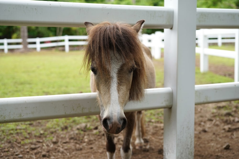 procéder à l’installation d’une clôture pour chevaux